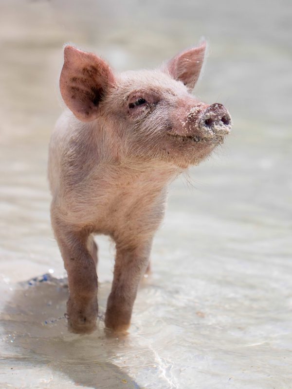 A friendly piglet